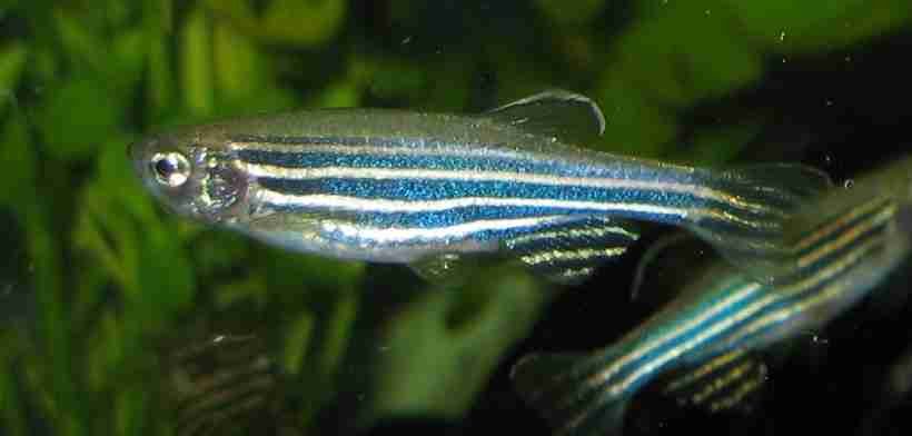 Zebra Fish life extension telomerase treatment