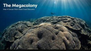 Mother and Daughter Team Discover new Coral Reef Mega Colony