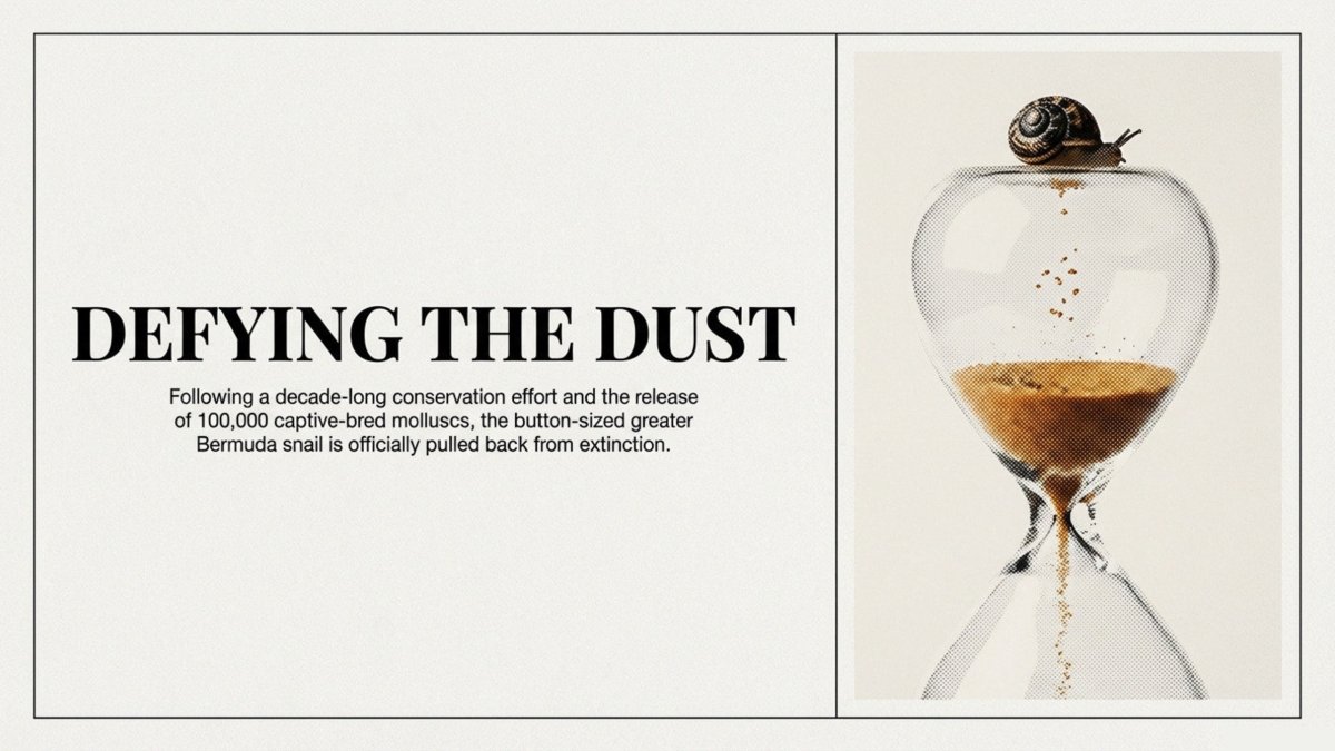 The return of the Bermuda Snail